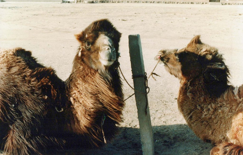 Camels in Mongolia