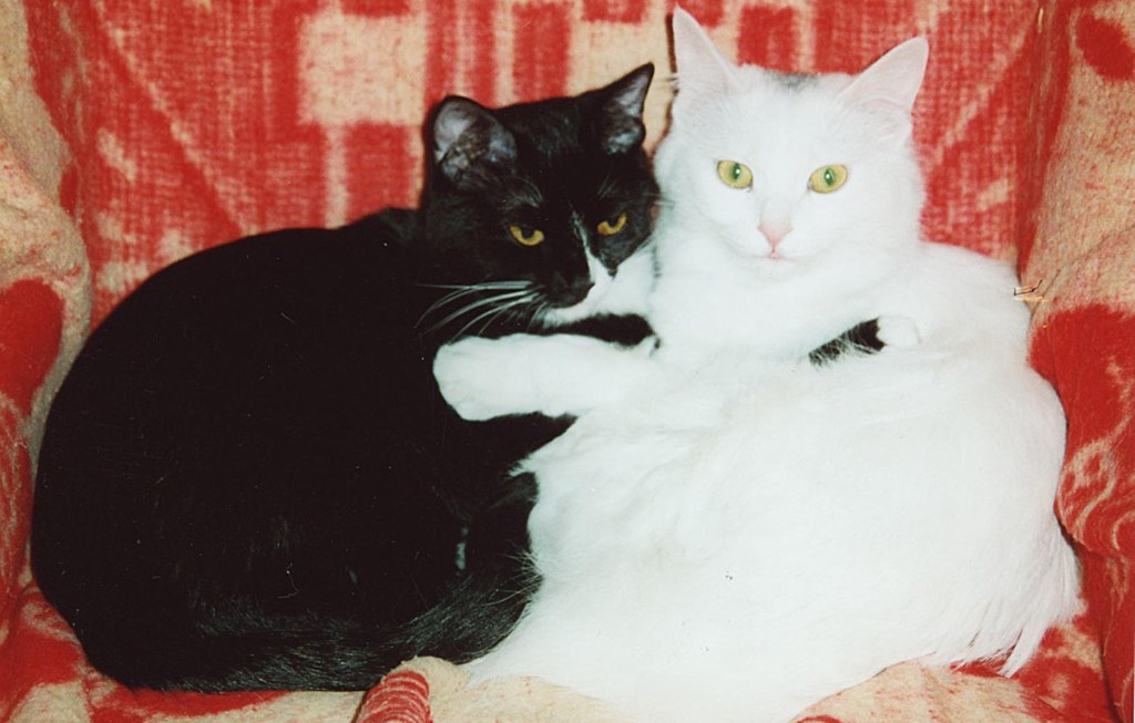 Xiao Hei and Hei Tou (two cats)