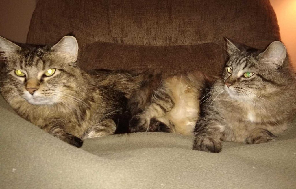 Mary Klug's cats, Mimi and Emma, adopted in 2010.